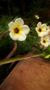 Flower, panorama beautyfull images fullcolor