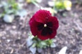 Flower Pansies, violet tricolor in the garden, spring bloom