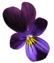 Flower pansy bloom on a white isolated background with clipping path. Closeup no shadows.