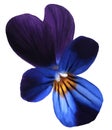 Flower pansy bloom on a white isolated background with clipping path. Closeup no shadows.