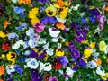 Flower pansy close up on flowerbed