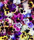 Flower Pansy