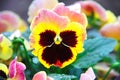 A flower of a pansy eyes a three-color violet growing in the garden. The photo was taken immediately after the rain.