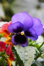 A flower of a pansy a three-color violet growing in the garden. The photo was taken immediately after the rain.