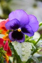A flower of a pansy a three-color violet growing in the garden. The photo was taken immediately after the rain.