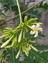 Flower of papaw fruit