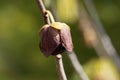 Flower of a Papaw tree