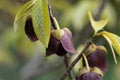 Flower of a Papaw tree