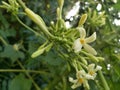 This is a flower of papaya