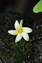 Flower of papaya tree