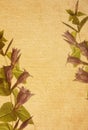 Flower paper textures. Royalty Free Stock Photo