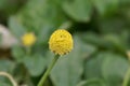 Flower of a parakress Acmella oleracea