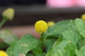 Flower of a parakress Acmella oleracea