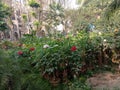 Flower Park view taken from sarat sadan auditoriums flower Park in Howrah district India state West Bengal Royalty Free Stock Photo