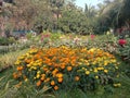 Flower Park view taken from sarat sadan auditoriums flower Park in Howrah district India state West Bengal