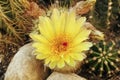 Flower of parodia scopa Royalty Free Stock Photo