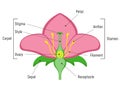 Flower Parts Diagram. Royalty Free Stock Photo