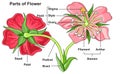 Flower parts structure anatomy infographic diagram Royalty Free Stock Photo