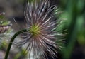 the flower of the pasque-flower, which is a perennial under protection, has blown over