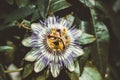 Flower of passiflora, known also as the passion flowers or passion vines, on the background of green leaves Royalty Free Stock Photo