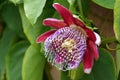 Passiflora Quadrangularis, Giant Granadilla - rare tropical plant