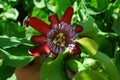 passiflora caerulea flower