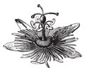 Flower, Passion, Passiflora, Passifloraceae, unique, floral, structures vintage illustration