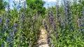 Flower path in Russia