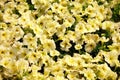 Flower pattern, white, yellow, green, India Royalty Free Stock Photo