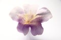 Flower of empress tree, paulownia tomentosa.