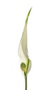 Flower of peace lily isolated Royalty Free Stock Photo
