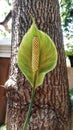 flower of peace lily plant (Spathiphyllum cochlearispathum) Royalty Free Stock Photo