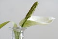 The flower of peace lily, Spathiphyllum cochlearispathum, in a glas vase, close up Royalty Free Stock Photo