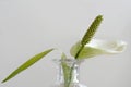 The flower of peace lily, Spathiphyllum cochlearispathum, in a glas vase, close up Royalty Free Stock Photo
