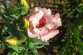 Flower peach eustoma. Flowered Lisianthus