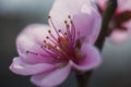 Flower of peach tree Royalty Free Stock Photo