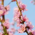 Flower from peach tree Royalty Free Stock Photo