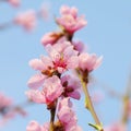 Flower from peach tree Royalty Free Stock Photo