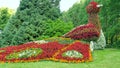 Flower peacock sculpture. Mainau island, Germany