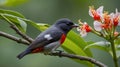 Agile Flower pecker Hovering to Feed on Nectar in a Lush, Flower-Filled Tropical Garden