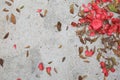 Flower Pedals and Oak Leaves on Concrete Background