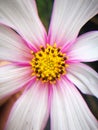 Flower pending for withered after rain