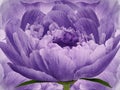 Flower peony on background purple. Purple flowers peonies. floral background.  Flower composition. Royalty Free Stock Photo