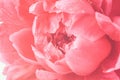 Flower peony coral color close-up macro. Fresh flowers isolate. Natural background. Selective focus.