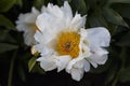 Flower Peony lactiflora Crazy Daisy close-up