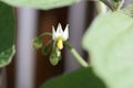 Flower of a pepino, Solanum caripense