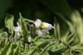 Flower of a pepino, Solanum caripense