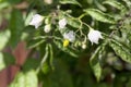 Flower of a pepino, Solanum caripense