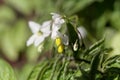 Flower of a pepino, Solanum caripense