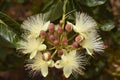 Flower of `pequizeiro`, Caryocar brasiliense